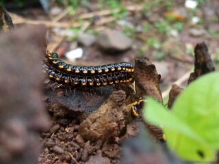 Colorful centipede with orange and black segments navigating the rough texture of rotting tree bark