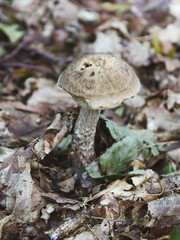 A young birch bolete mushroom emerges from the forest floor, surrounded by fallen autumn leaves. The detailed macro shot captures the textured stem and cap, highlighting the beauty of wild nature and 