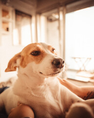 Home life. Random items in the home and yes. A dog.