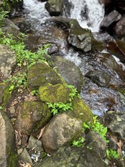 small river in the forest