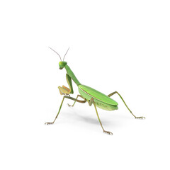 Praying Mantis isolated on transparent background