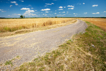 A gravel road next to a grain field, Czulczyce, Poland