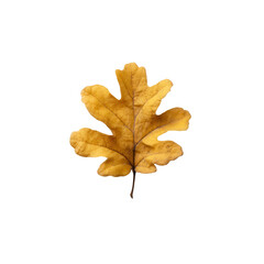 A detailed, die-cut image of a beautiful, golden oak leaf isolated on a white background, showcasing its intricate veins and textures, perfect for nature-themed designs.