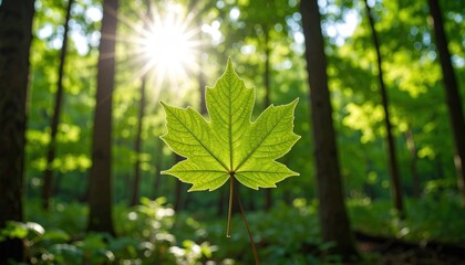 Obraz premium Sunlit maple leaf in a dense forest creating a vibrant and tranquil scene