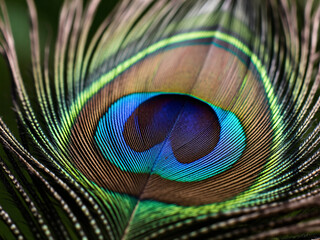 Naklejka premium Peacock Feather Macro