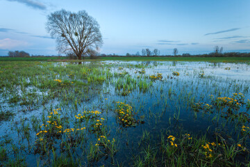 Spring evening landscape of a wet meadow with marsh marigold flowers