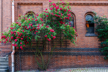 Magnificent rose bush with red buds against a red brick wall. Beautiful rose bush with red flowers.