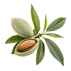 green almond with leaves on white background.png