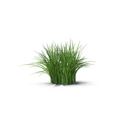 Dense Green Grass Clump Isolated on Transparent Background
