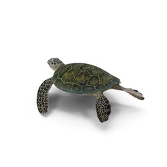 Fototapeta premium Realistic Green Sea Turtle Swimming Isolated on Transparent Background