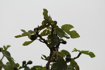 fig tree