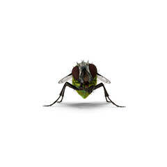 Realistic Green Housefly Insect Isolated on Transparent Background