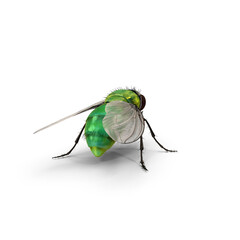 Realistic Green Housefly Insect Isolated on Transparent Background