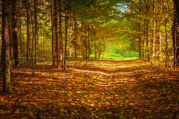 Fallen dry leaves on the road in the autumn forest