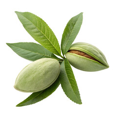green almond with leaves on white background.png