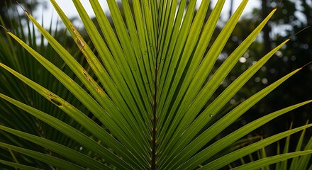 Close-up shot of a vibrant green palm leaf creating a radial pattern in nature