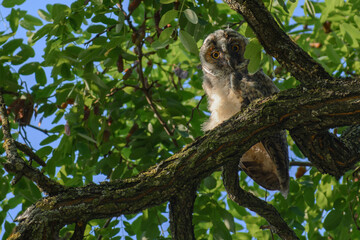 owl in the forest