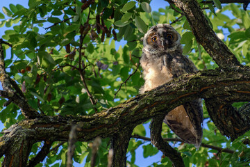 Fototapeta premium owl on tree
