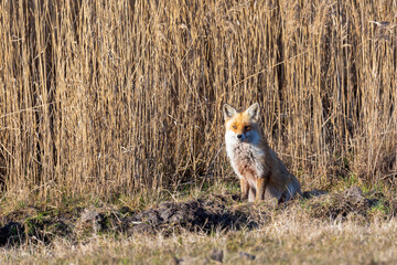 Fuchs im Fr&uuml;hahr vor Schilfg&uuml;rtel am Bodden bei Zingst.