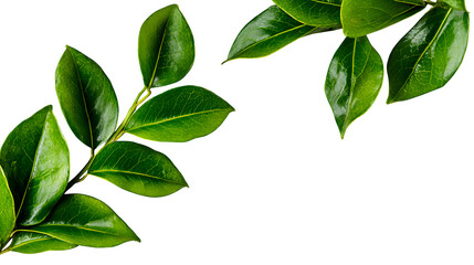 Obraz premium Simple arrangement of green leaves on a light fabric surface