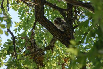 A baby long-eared owl sits on an acacia tree
