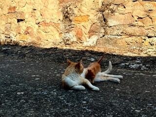Ginger European Street Cat Nursing Kitten on Rustic Stone Pavement