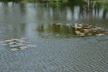 A serene natural landscape of a pond with floating water lily pads and gentle ripples on the surface in Bangladesh.