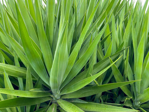 Yucca gigantea or Spineless yucca, Itabo plant green leaves close up.Tropical plants concept.