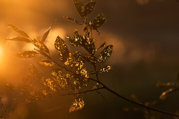 Gałązka ze złotymi liśćmi o wschodzie słońca, tapetadekoracja, tło natury.  © Elżbieta Kaps