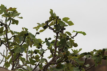 fig tree