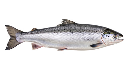 A whole salmon fish isolated on a transparent background