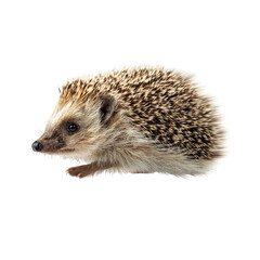 Obraz premium Close-up of a hedgehog