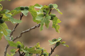 fig tree