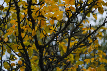 Picturesque yellow foliage