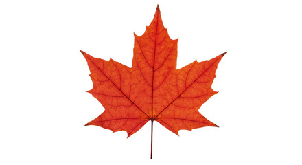 Fototapeta premium Vibrant red maple leaf detailed texture isolated on transparent background
