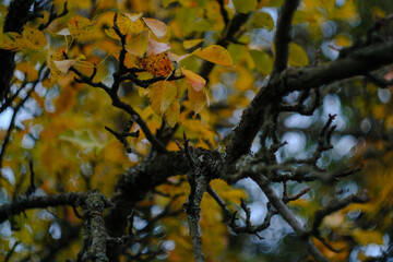 Close-up of the old tree branch with autumn leaves 