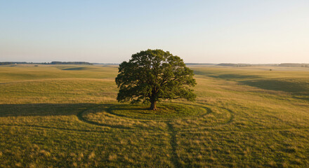 Fototapeta premium A solitary tree stands in a field with a clear blue sky at dusk creating a peaceful landscape view