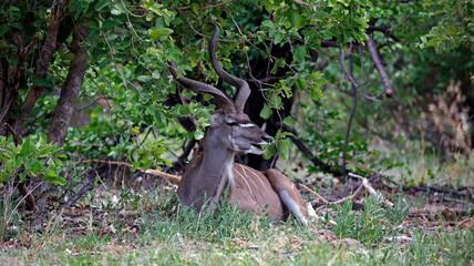 Greater kudu in the African bush