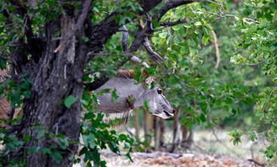 Greater kudu in the African bush
