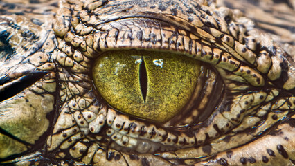 Close-up of a crocodile's eye, showcasing its textured skin and distinctive yellow iris with a vertical pupil.