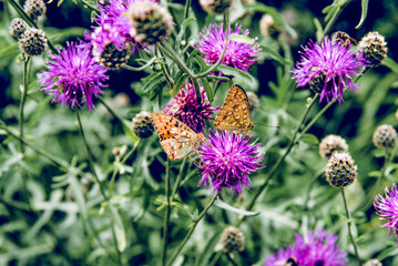 Butterfly monarch sit on flower collecting pollen, pollination flowering plants