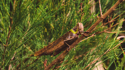 A dead grasshopper clings to a twig amongst vibrant green foliage.