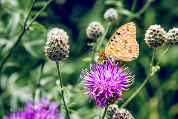Butterfly monarch sit on flower collecting pollen, pollination flowering plants