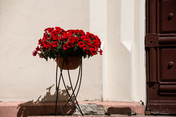 Vibrant red flowers in a pot near vintage door on sunny day