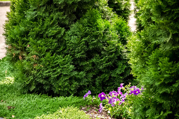 Lush greenery with purple flowers in a garden setting