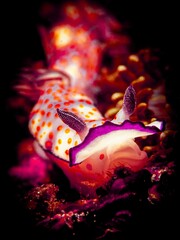 A colourful nudibranch having a walk by the reef