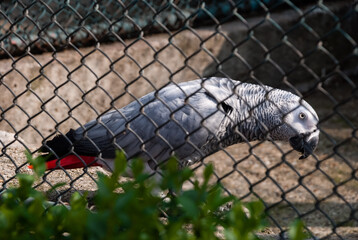 African grey parrot in a cage at the zoo