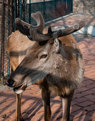 Majestic deer in urban wildlife setting by fenced pathway