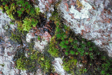 Vibrant moss and lichen on weathered rock surface