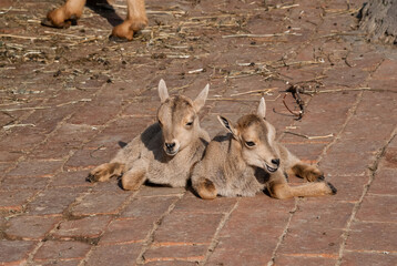 Baby goats resting on brick pathway in sunlit farm setting